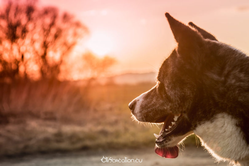 Photographe animaux domestique