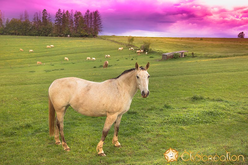 photographe chevaux province Luxembourg